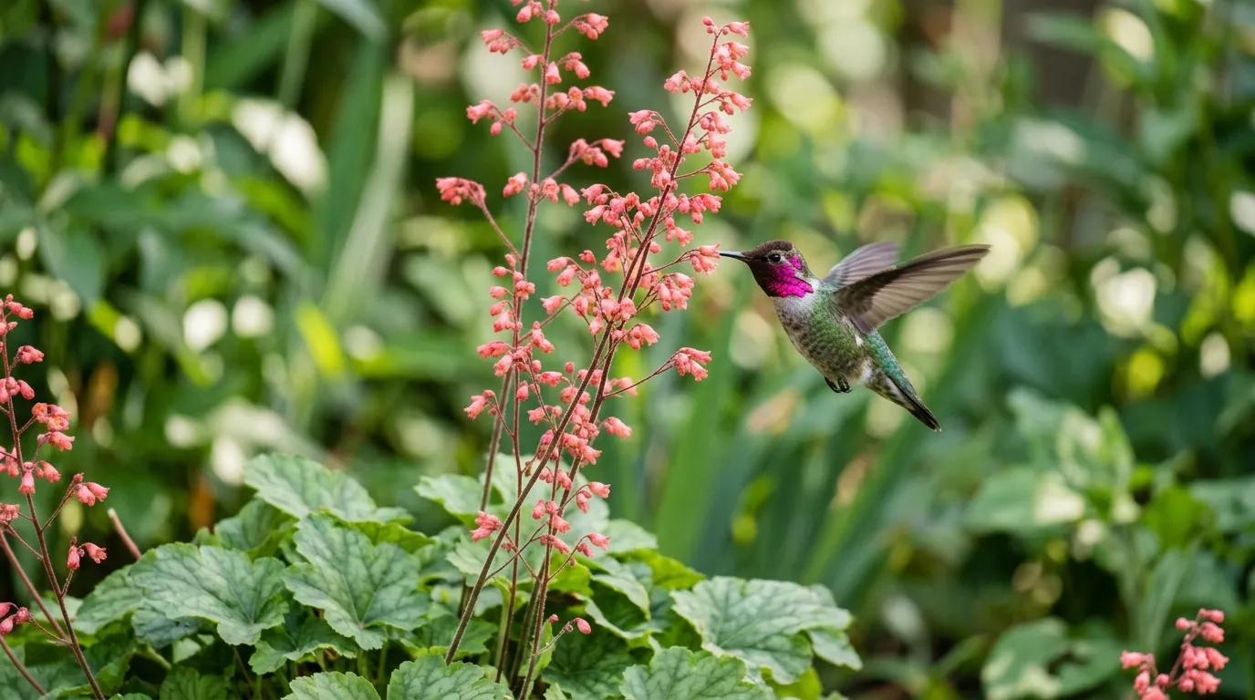 Coral bells flower spikes with an Anna's hummingbird feeding at the small bell-shaped blooms